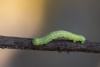 Agriopis leucophaearia